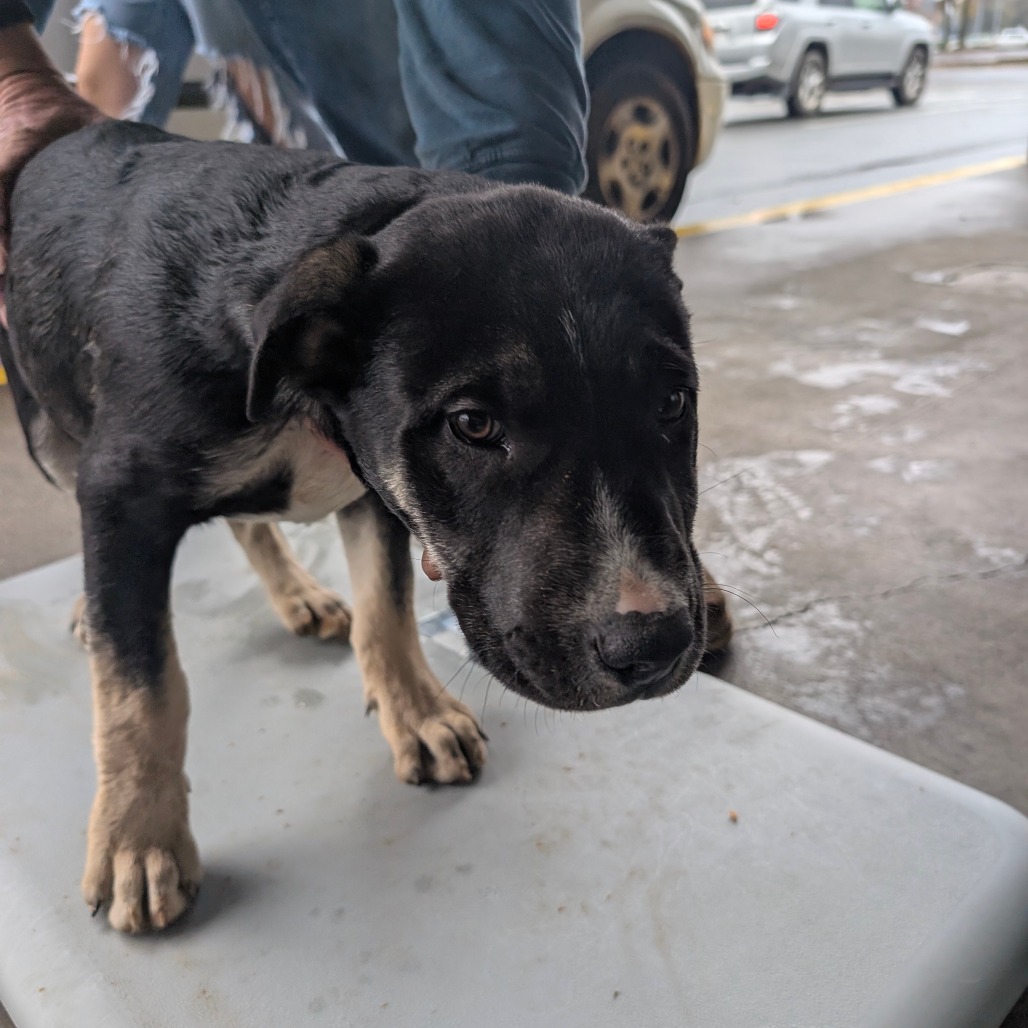 Diesel — thumbnail 2