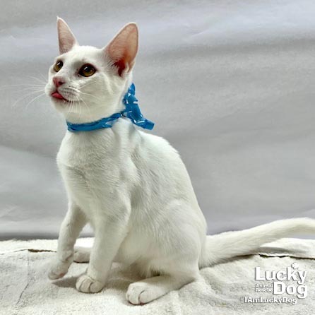 TIMOTHY - Domestic Shorthair available for adoption