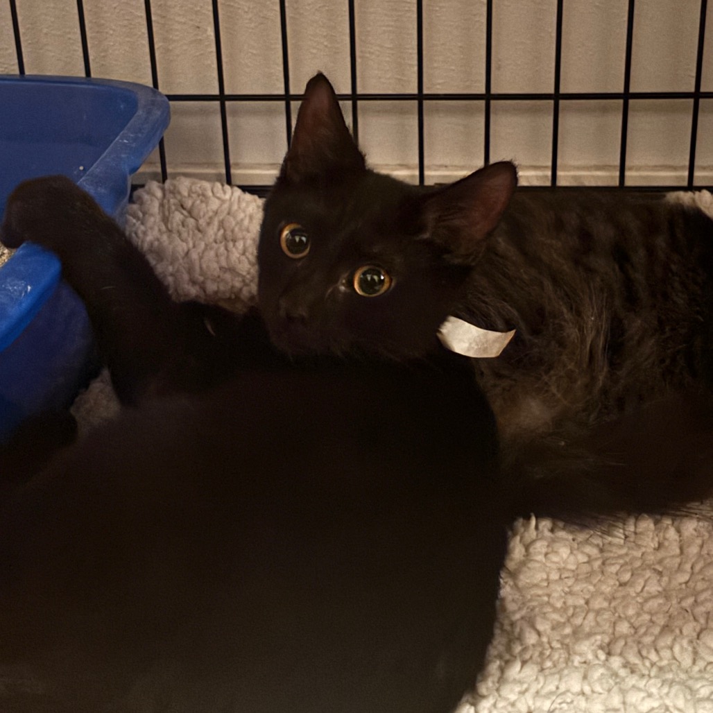 CANNELLINI - Domestic Shorthair available for adoption