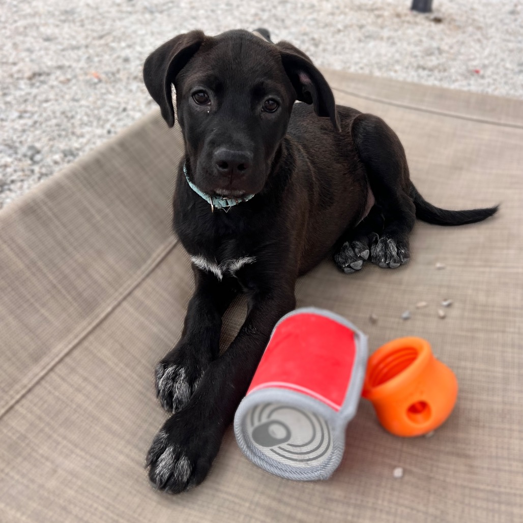 Archer photo