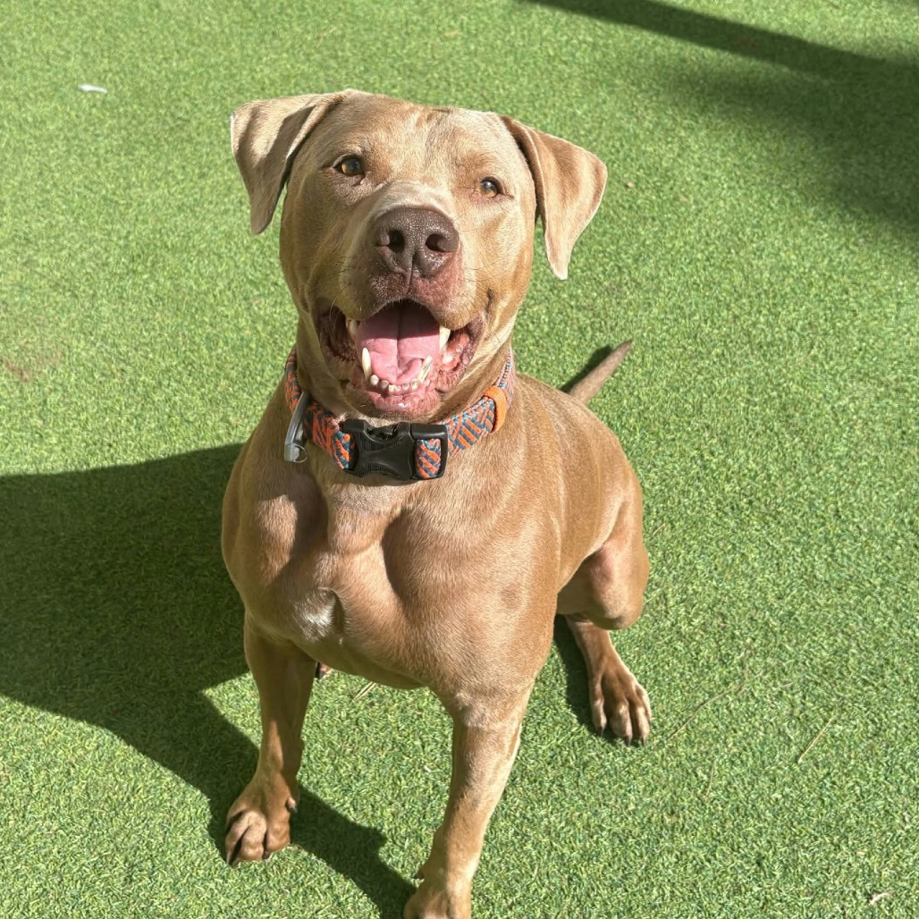 MURPHY - PAWS - Mixed Breed (Large) available for adoption