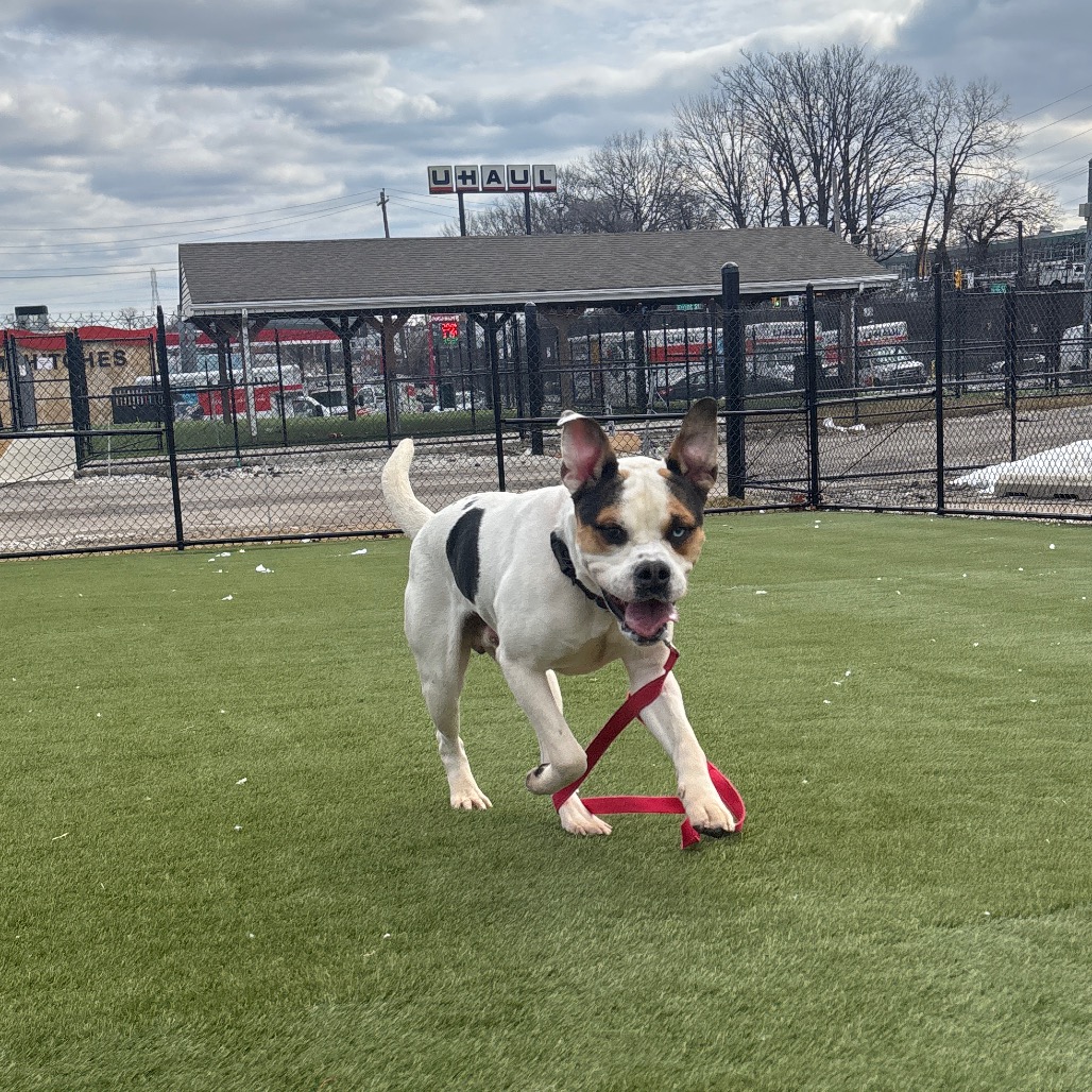 Julius "Orange" Caesar — thumbnail 4