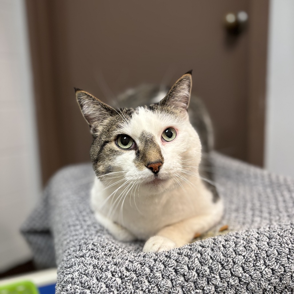 Oliver--In Foster, photo 2