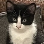 Zorra