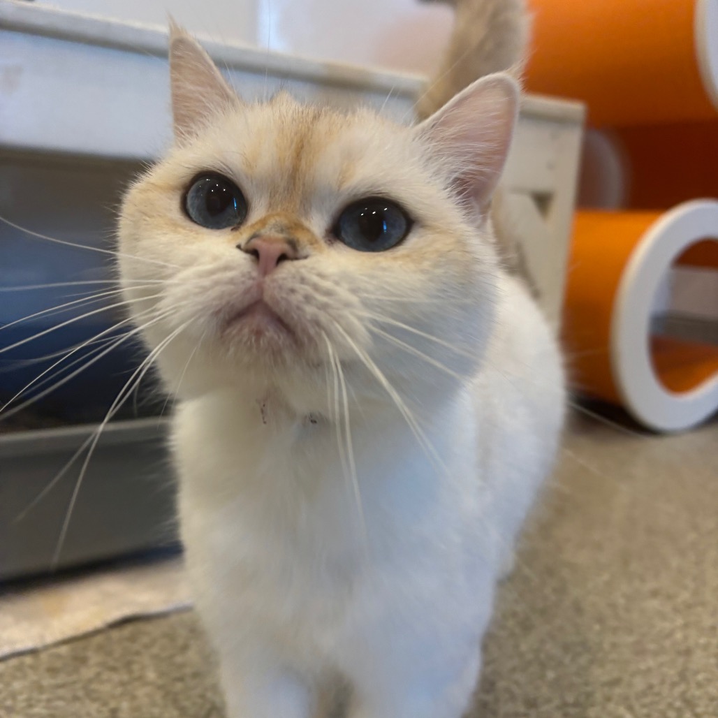 GIGI - Persian / Domestic Shorthair available for adoption