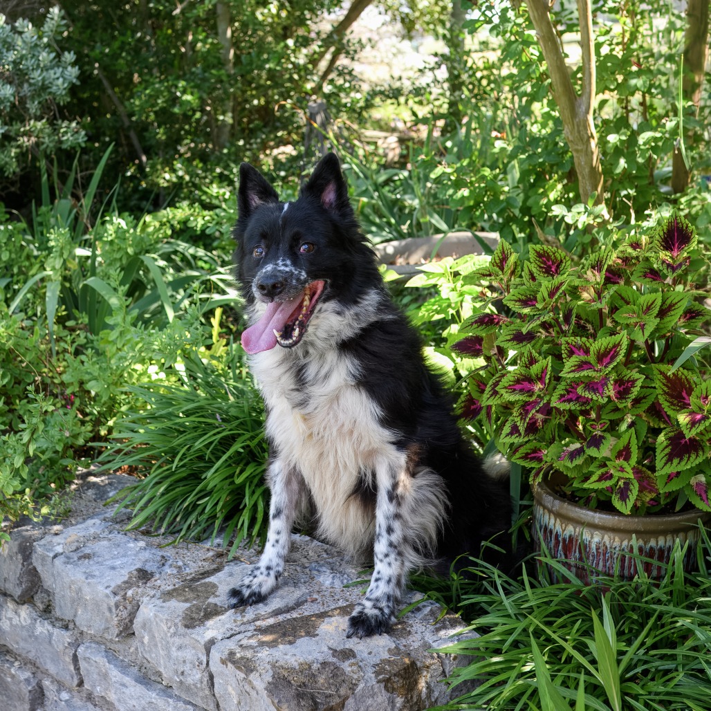 Photo of Tipper