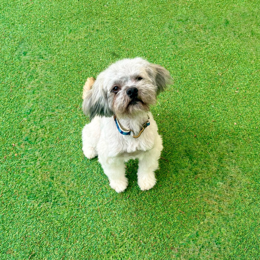 FLOPSY - Mixed Breed (Small) available for adoption