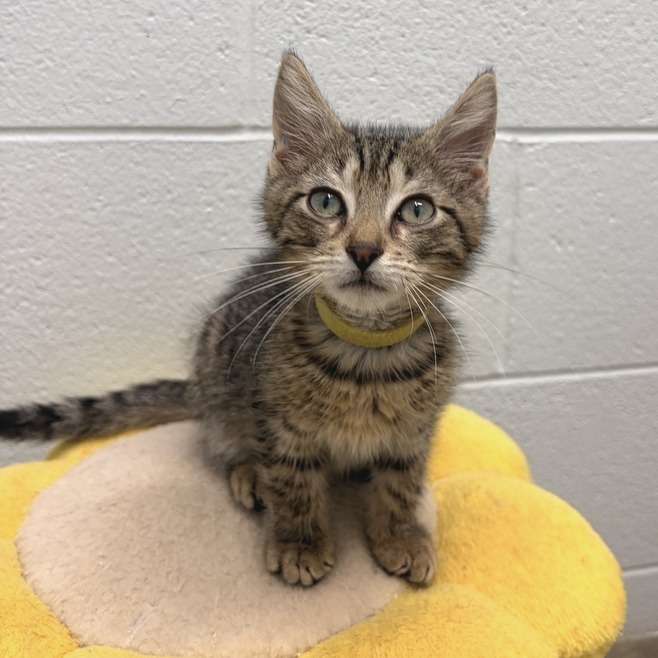STRIKER - Domestic Shorthair available for adoption
