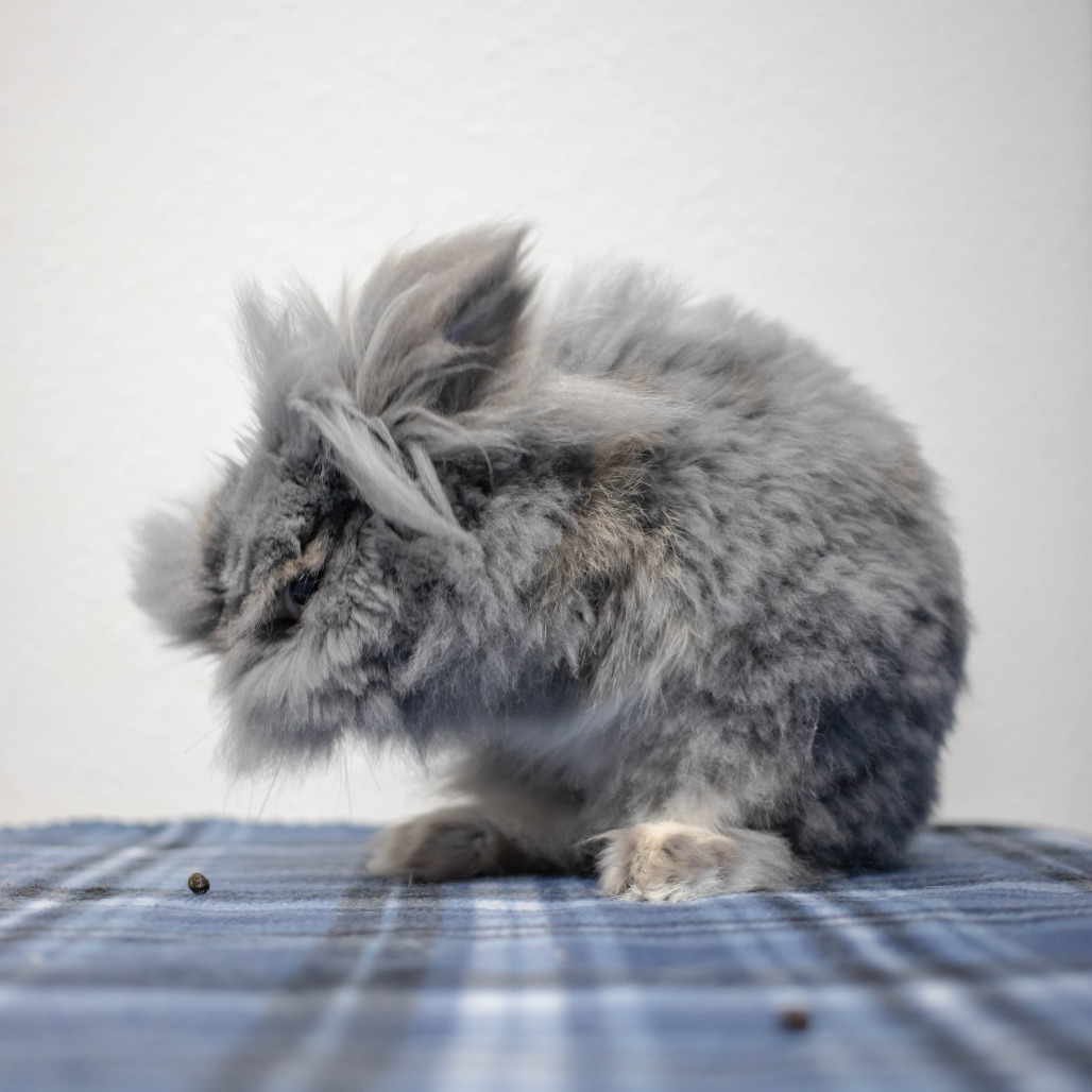 Poppy, photo 33