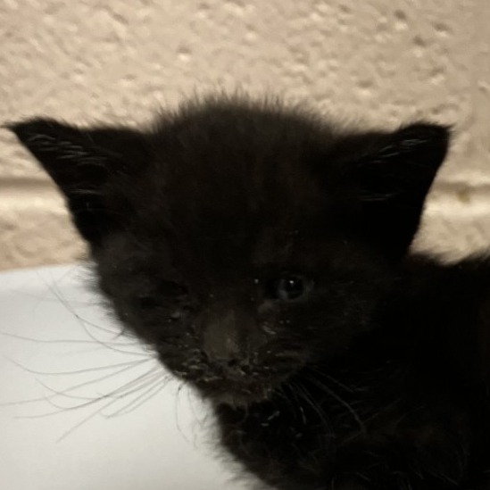 BALBOA - Domestic Shorthair available for adoption