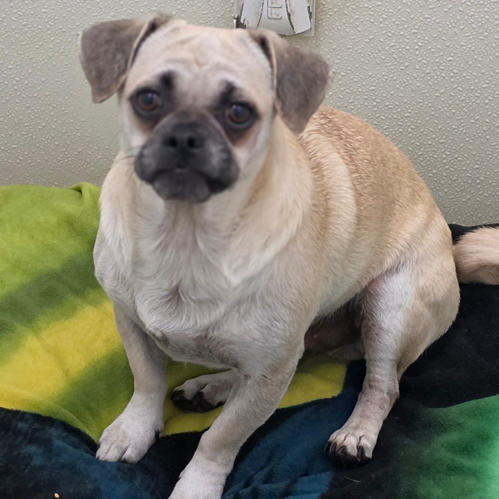 Jett - Chino Hills Location, photo 2