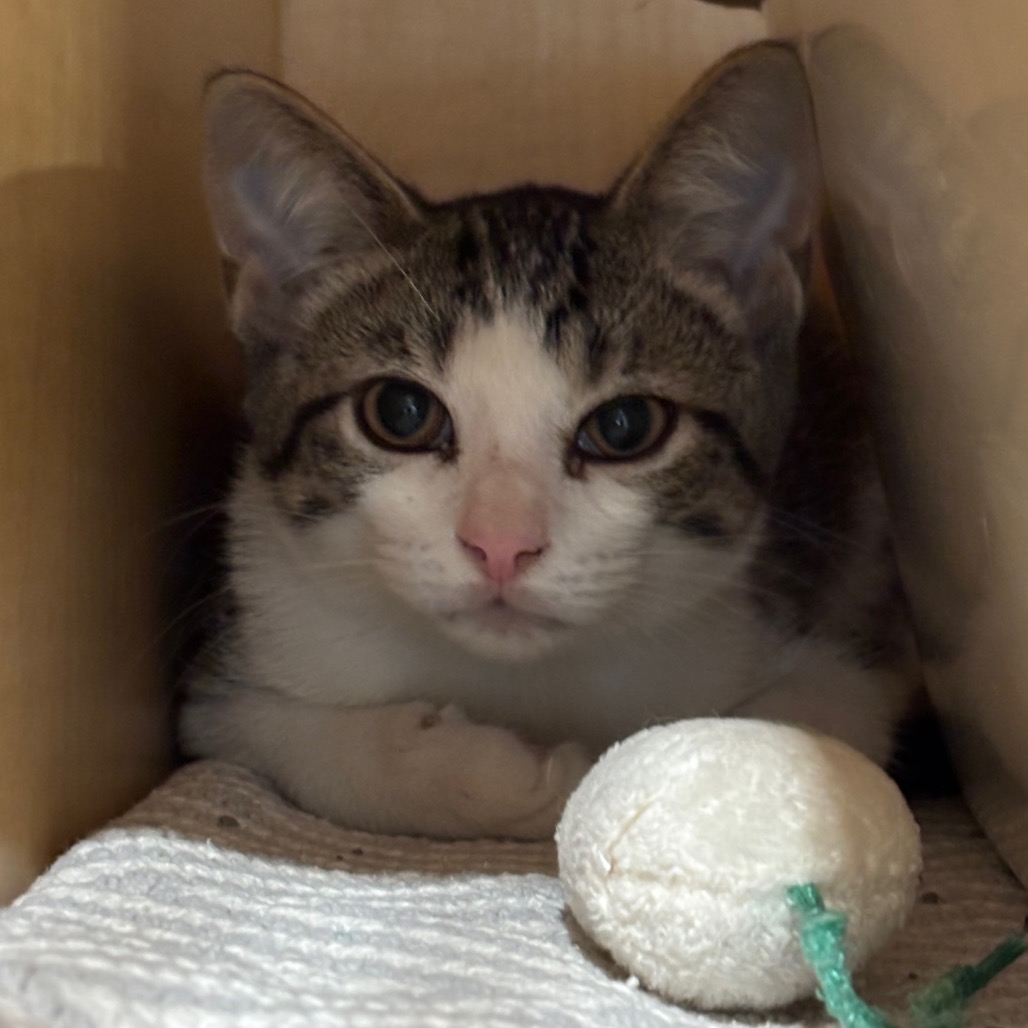 BANJO - Domestic Shorthair available for adoption