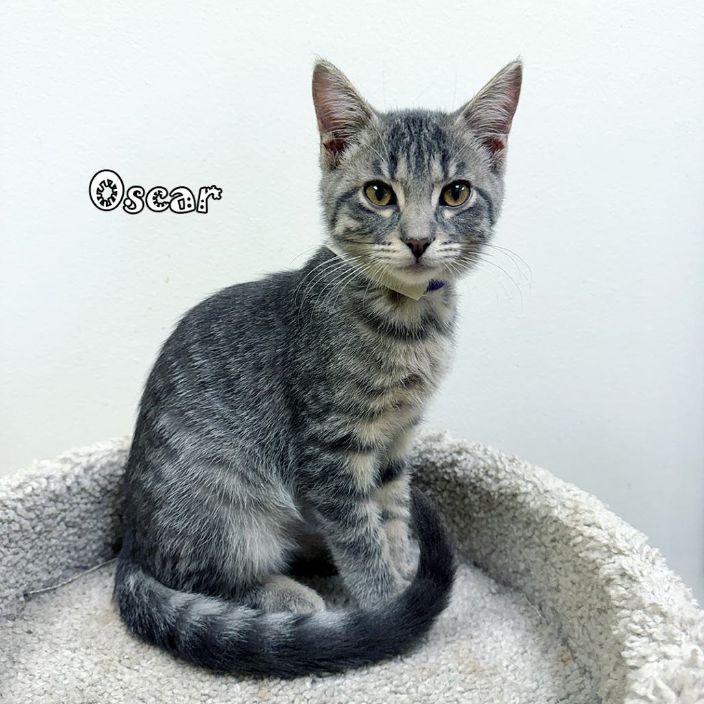 Oscar, an adoptable cat