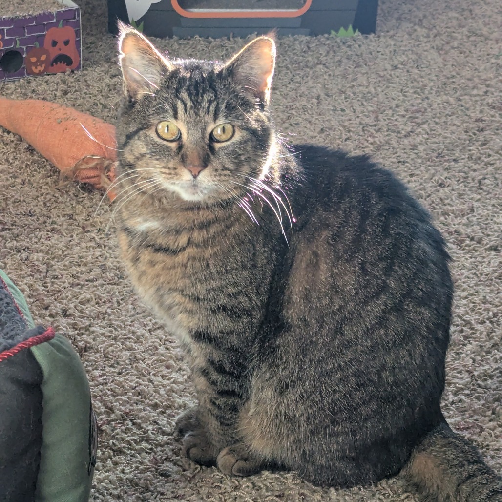 Sarge--In Foster is available for adoption at Homeward Animal Shelter