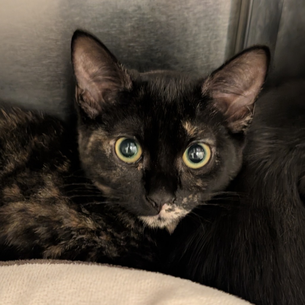 MOCHA - Domestic Shorthair available for adoption