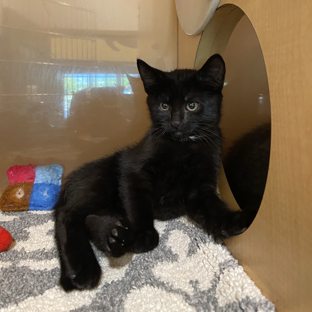 TIRE - Domestic Shorthair available for adoption
