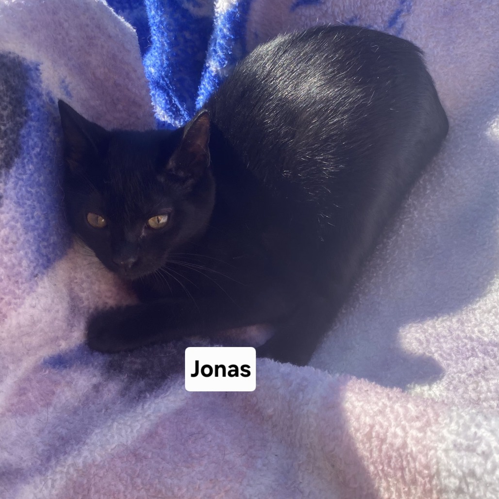 Jonas, an adoptable cat