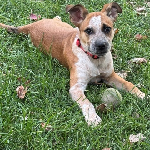 Dorito, photo 5