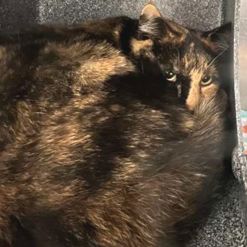 Imaginarium — thumbnail 4