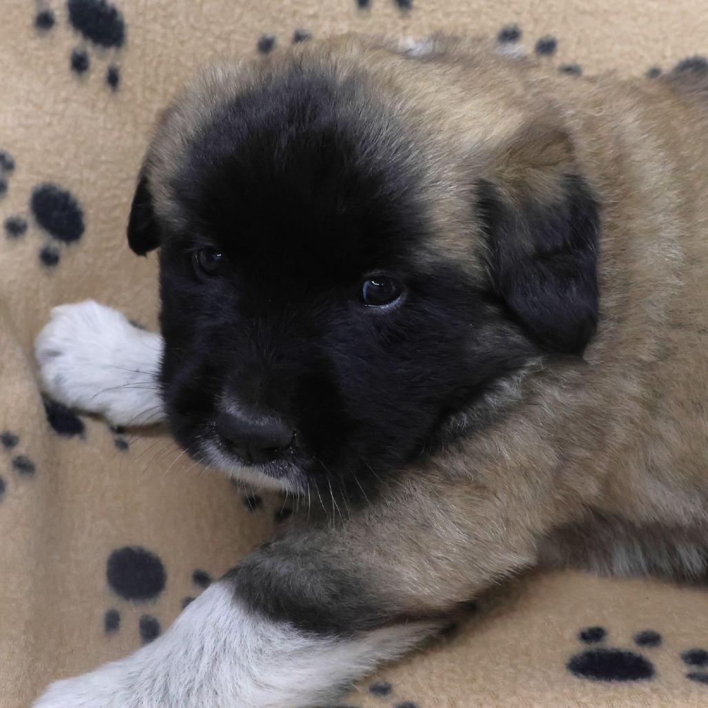 Ruthie, a Shepherd, German / Retriever, Labrador