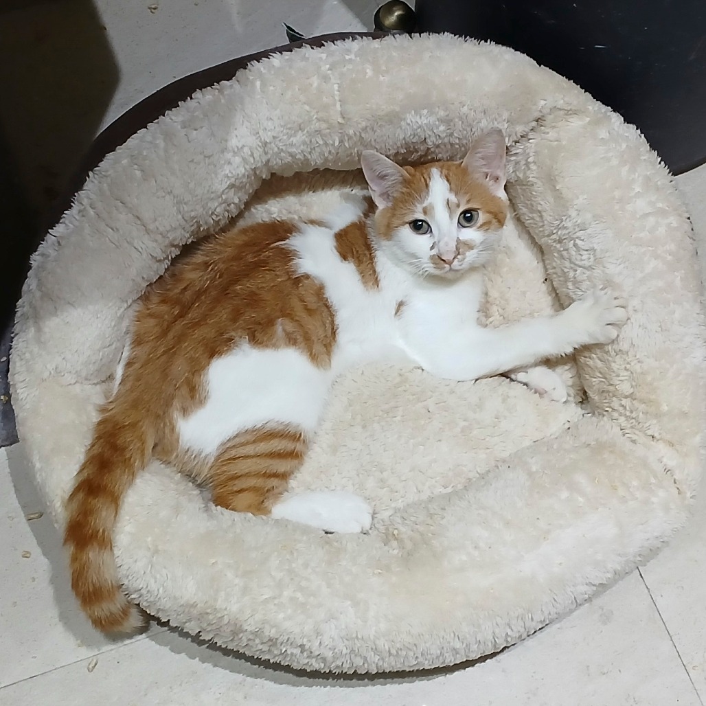 Rufus, photo 3