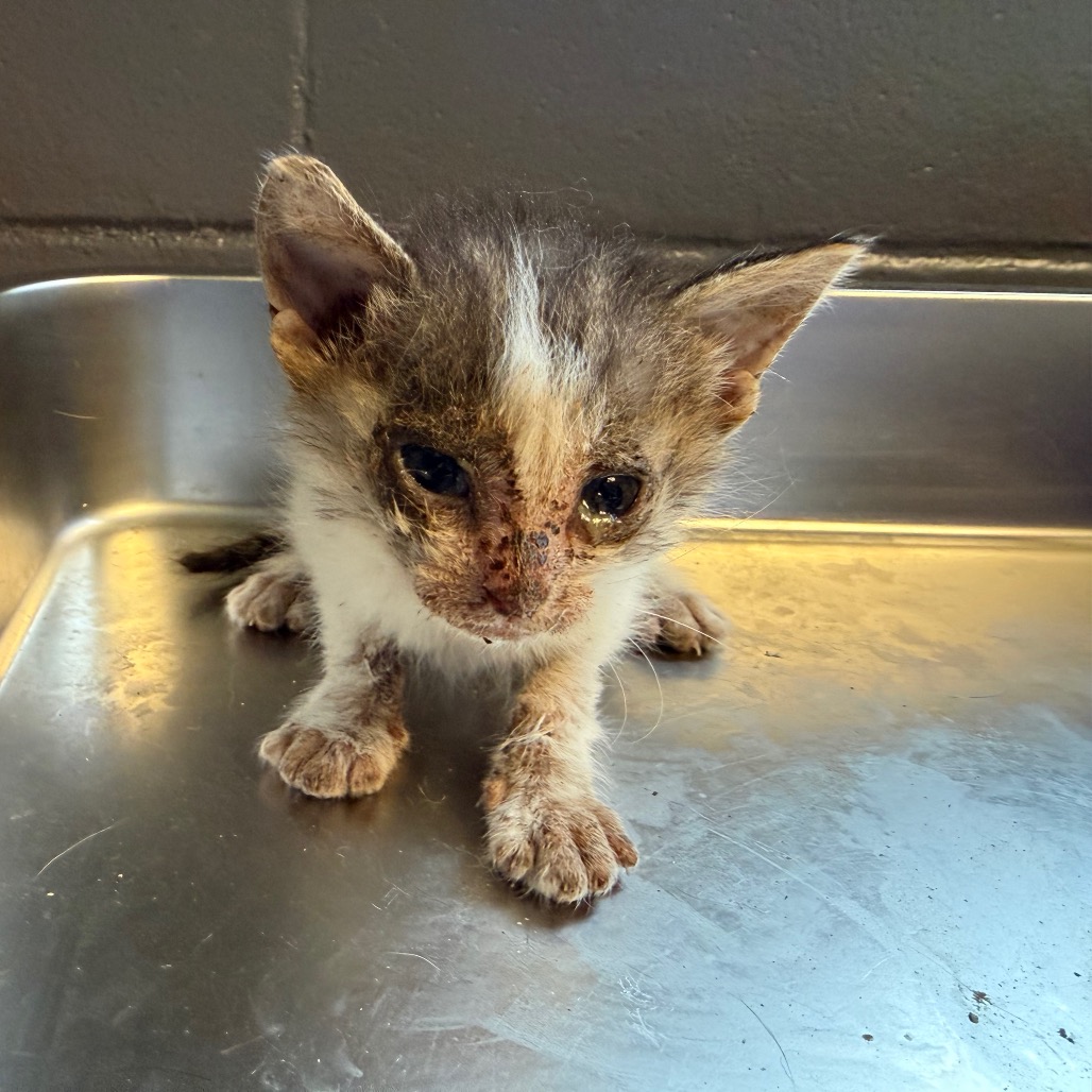 Tusc Stray 84518 2
