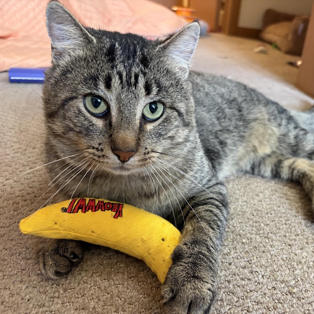BUBBA - Domestic Shorthair available for adoption