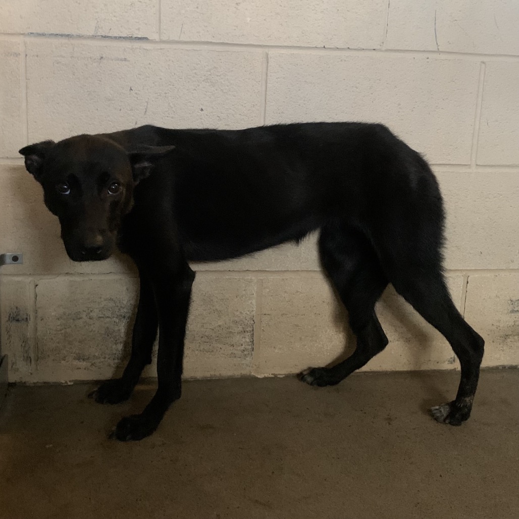 BLACK CAT - Retriever, Labrador / Mix available for adoption