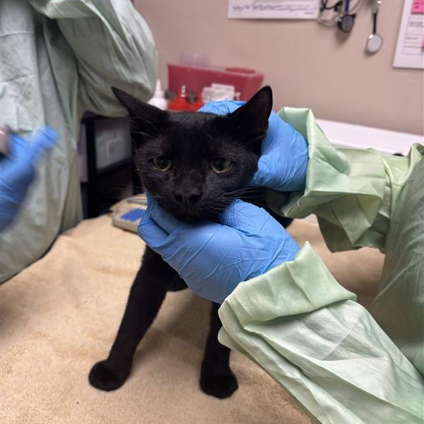 WALLACE FENNEL - Domestic Shorthair available for adoption