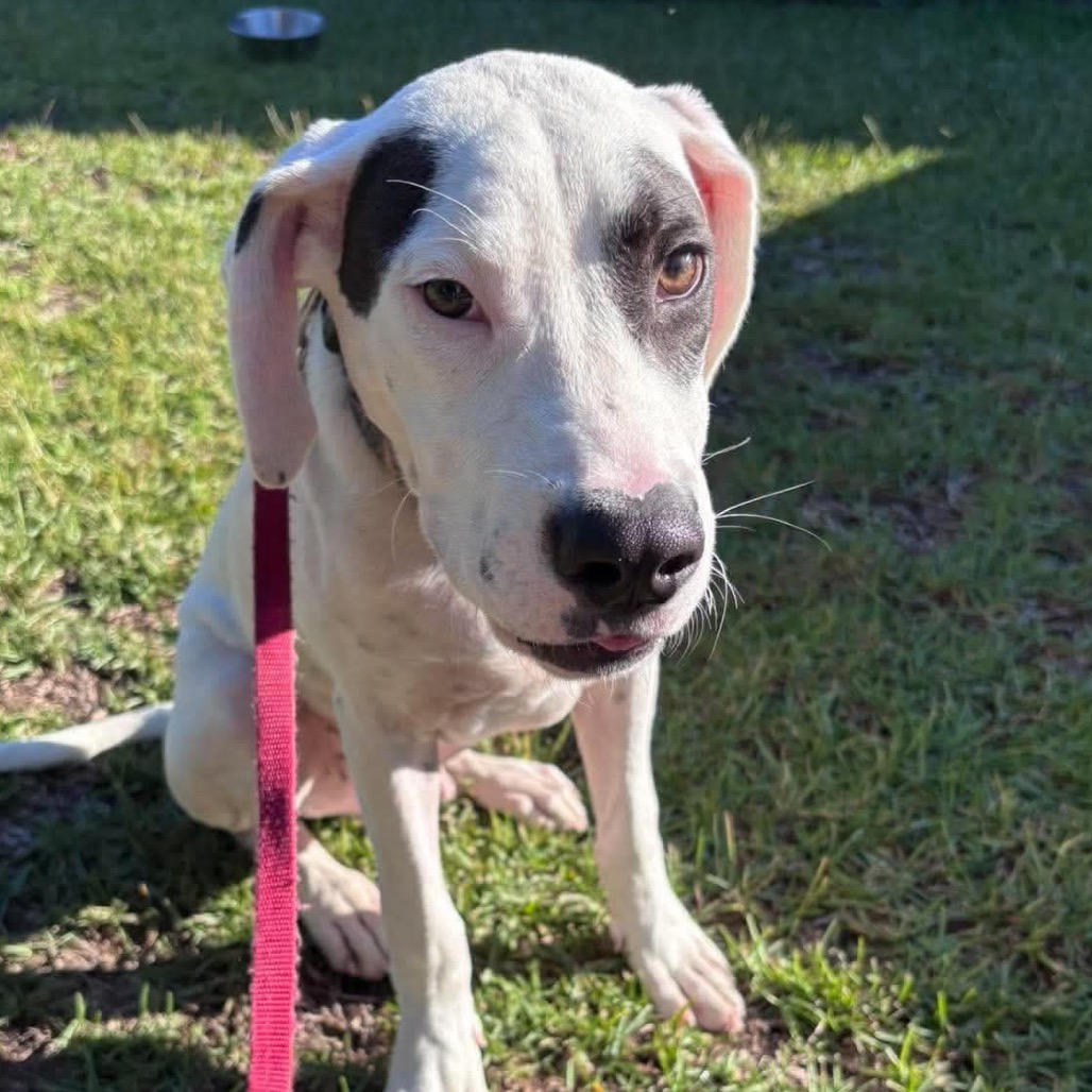 Phantom, an adoptable Pointer/Mix