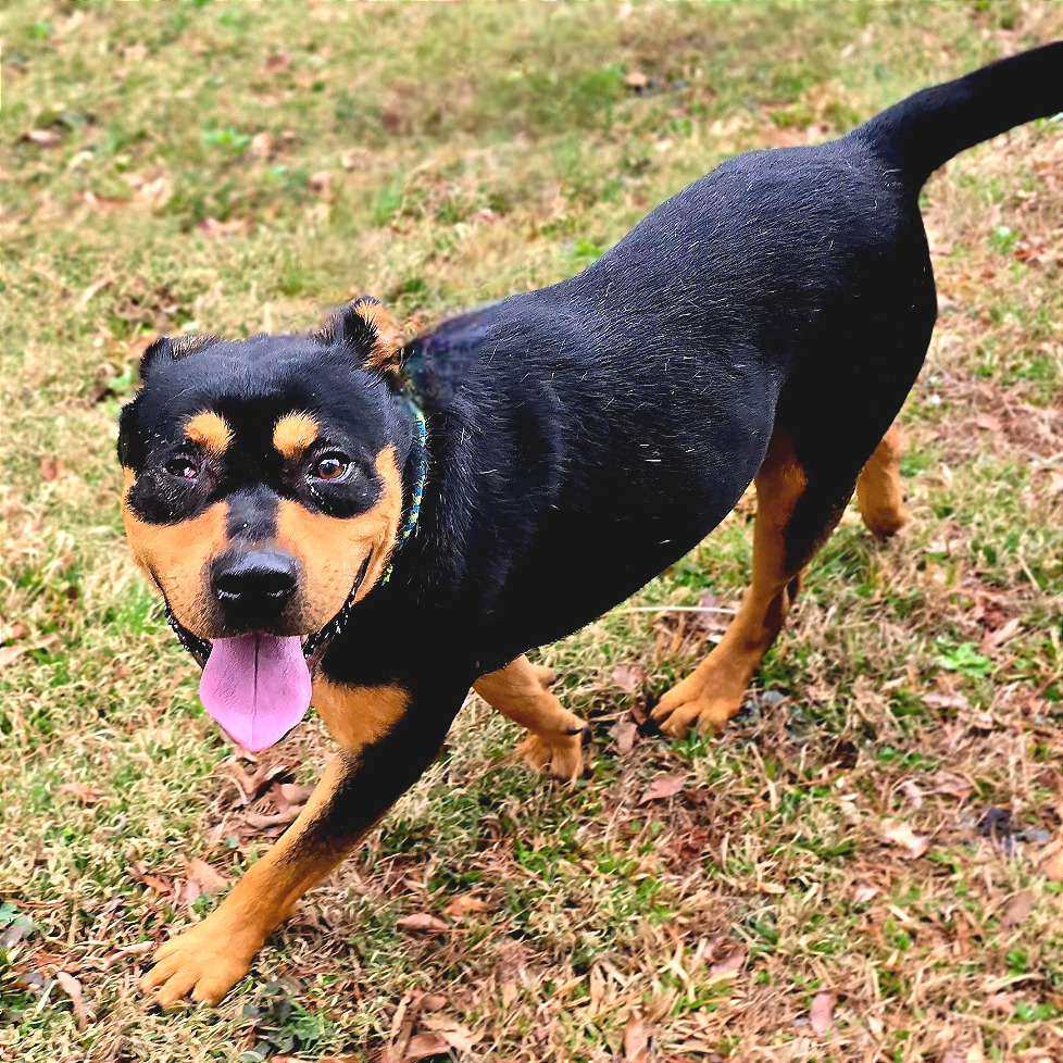 Popeye — thumbnail 7