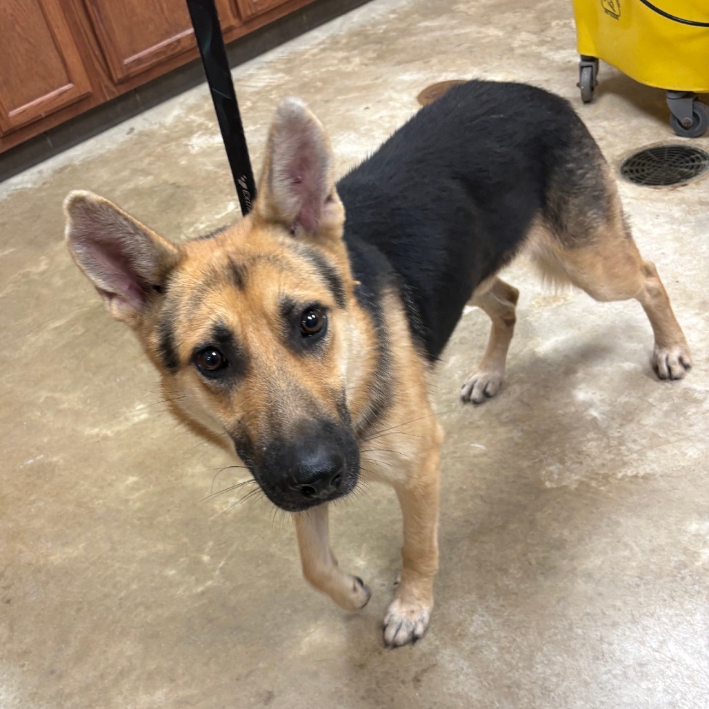 Bandito - 090513U
