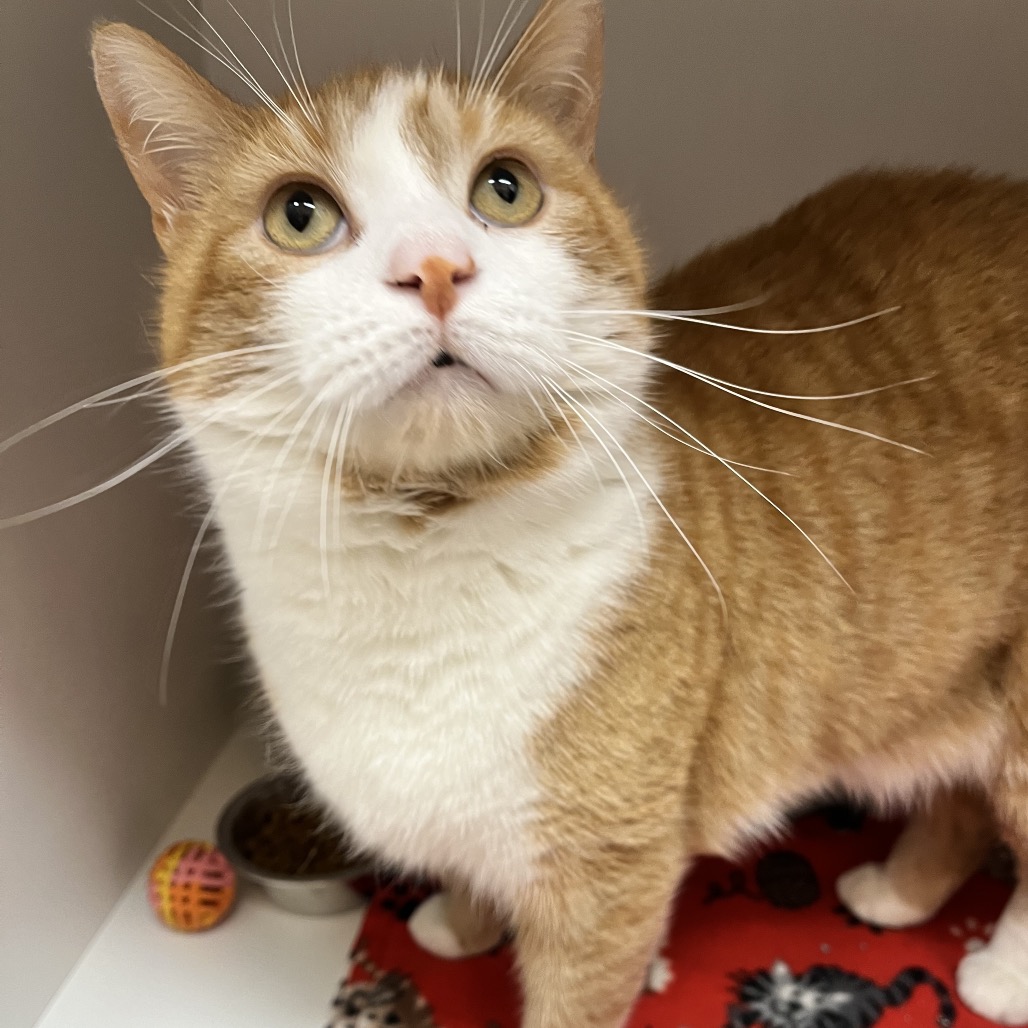 Butterscotch — thumbnail 3