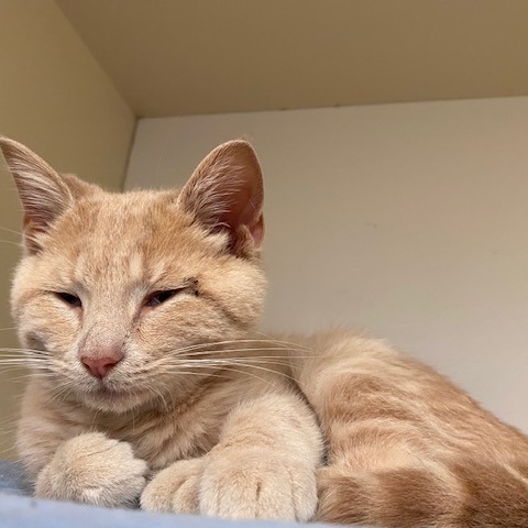 FISH STICKS - Domestic Shorthair available for adoption