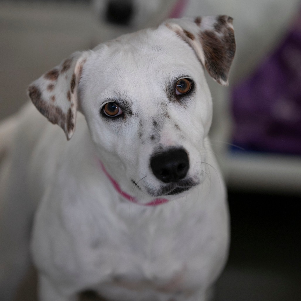 MIALEE (AG26-106) - Mixed Breed (Medium) available for adoption