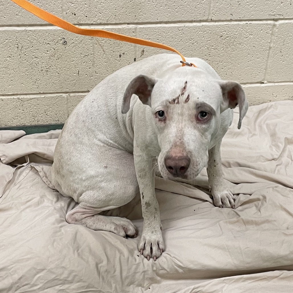 Sunny — thumbnail 7