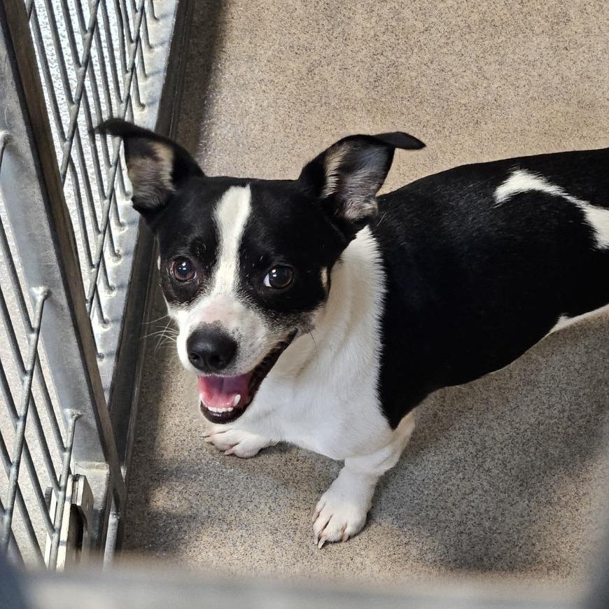 Kennel#27(Cowboy)'s preview photo