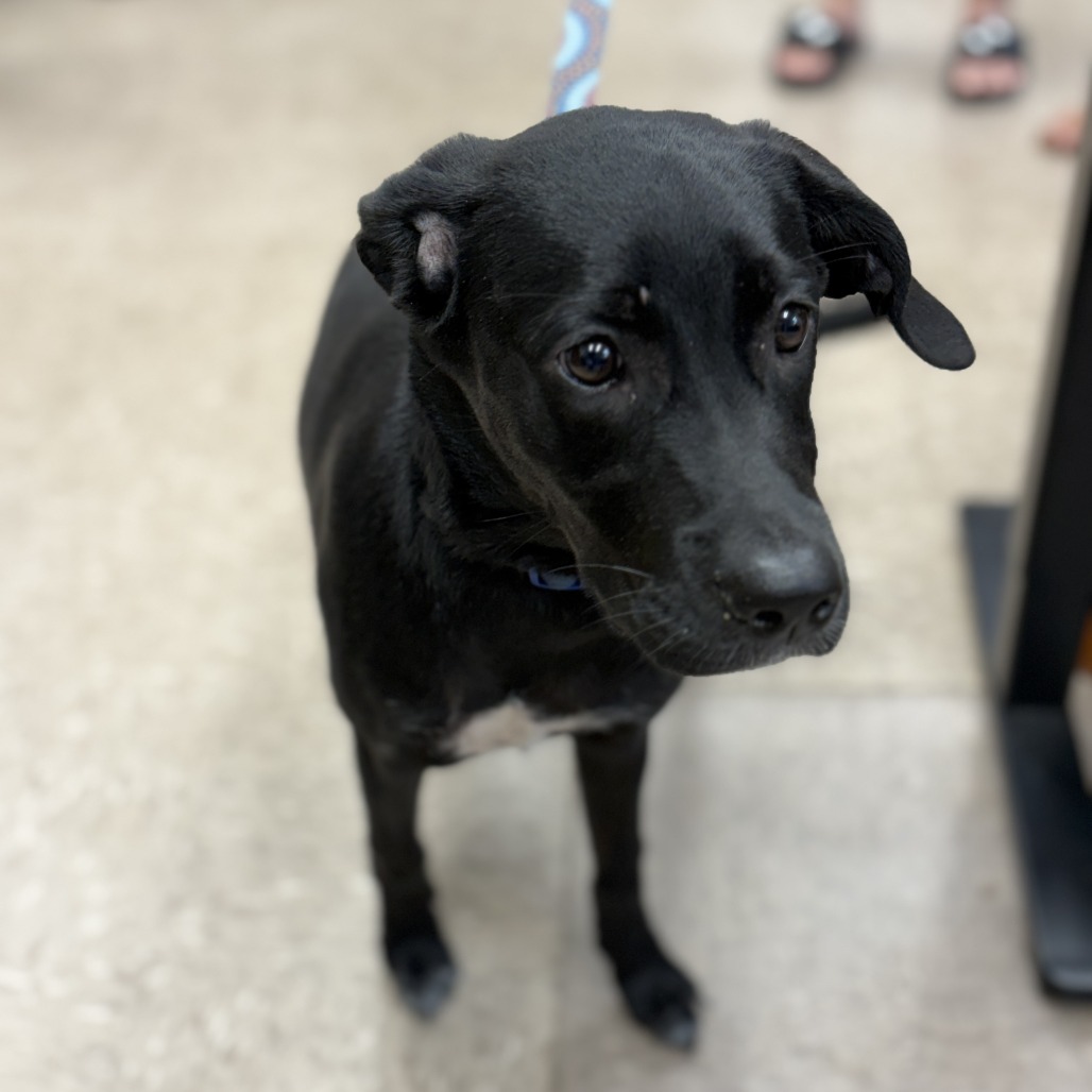 GRACIE/LITTLE HEFFIER - Retriever, Black Labrador / Mixed Breed (Medium) for adoption in Chattanooga