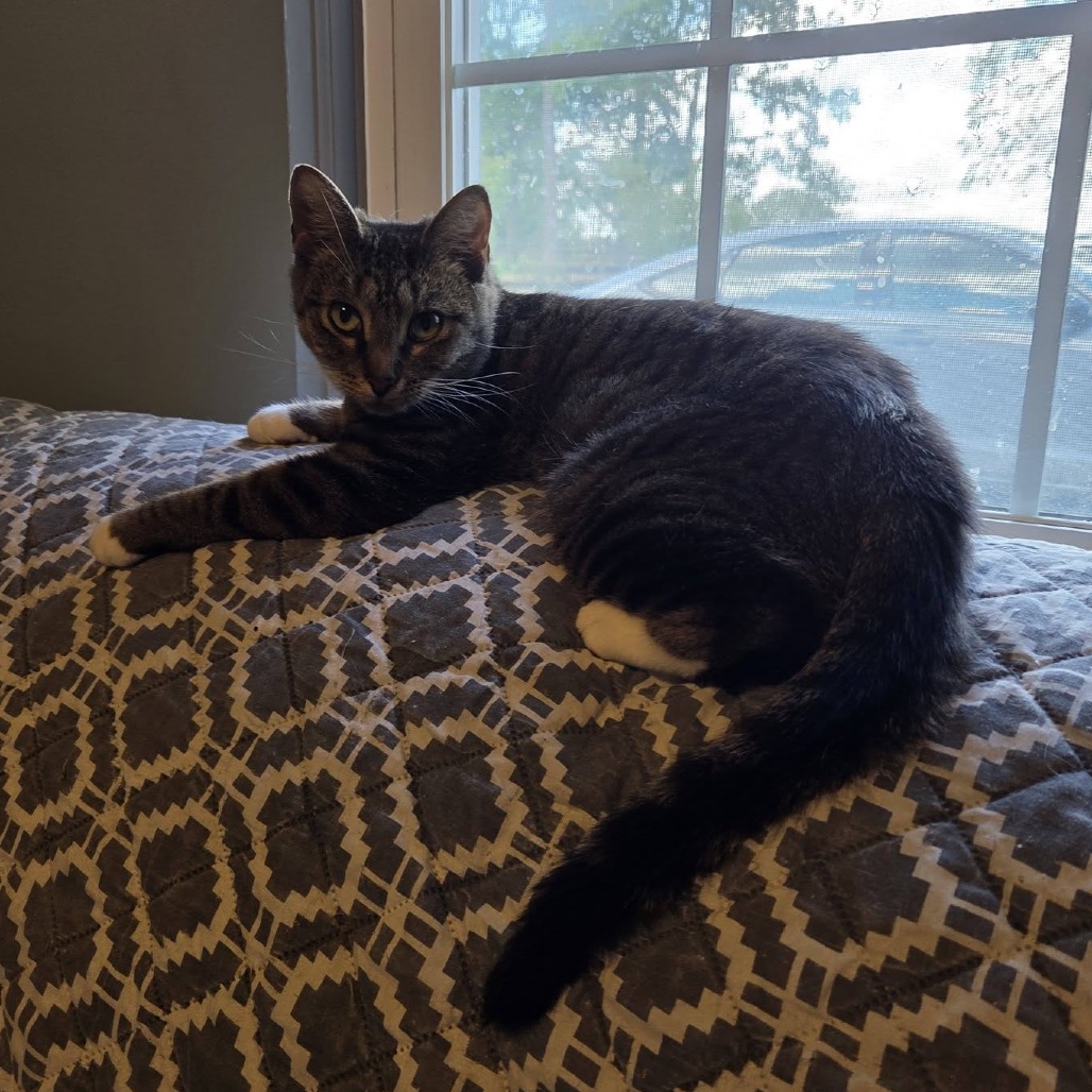 Sprinkles, photo 9