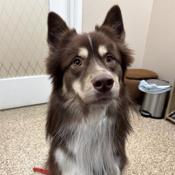 JASPER - Husky / Shepherd, Australian available for adoption