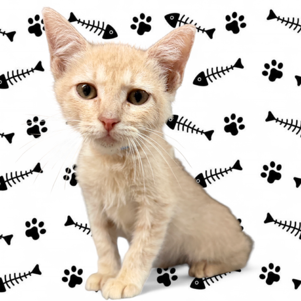 Hunter Jackson, available for adoption at PVAS