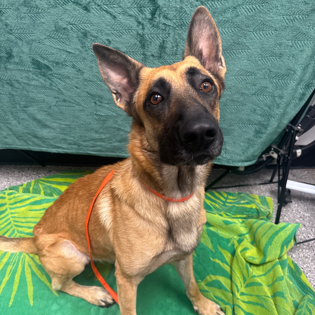 CRUZ - Malinois / Belgian available for adoption