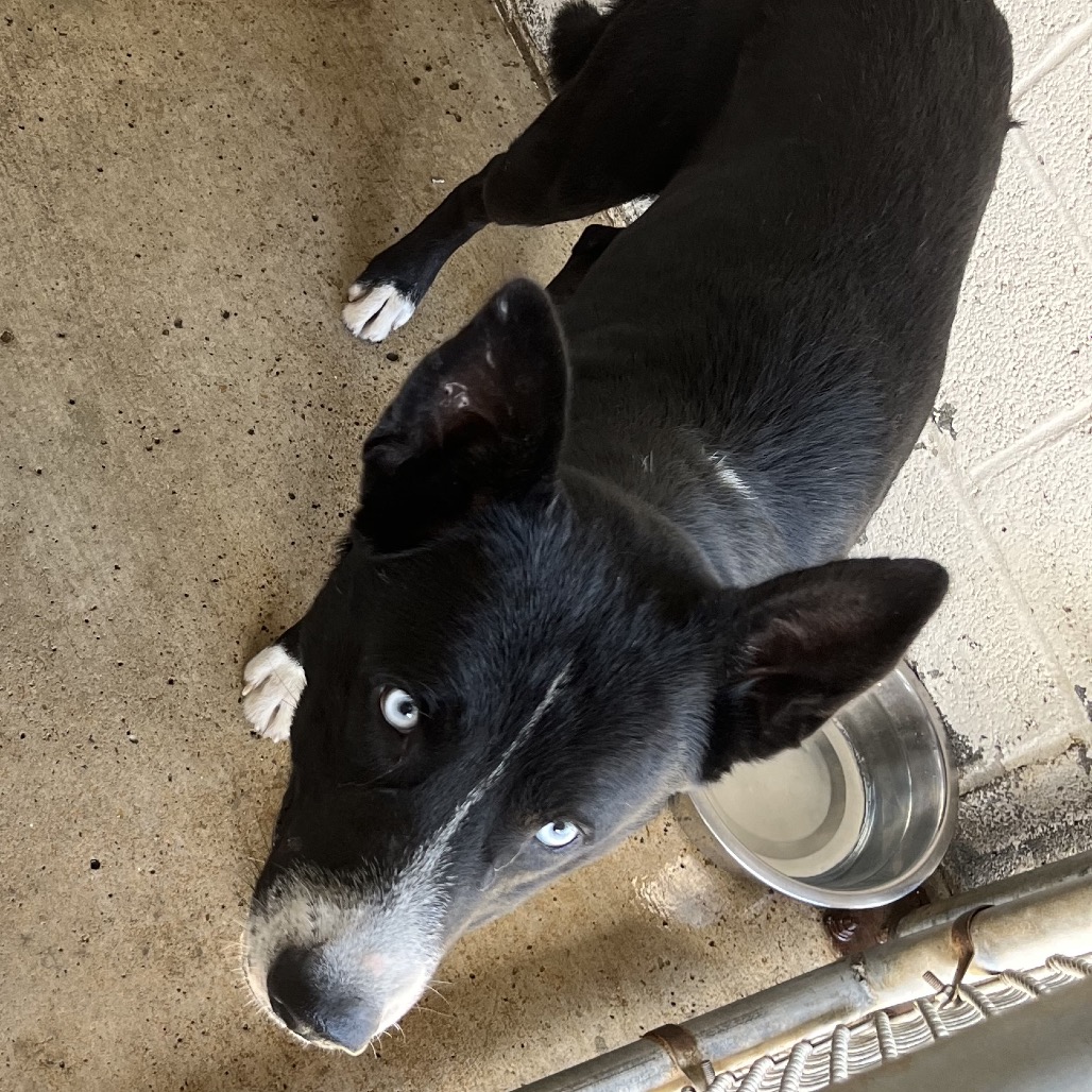 EMERSON - Husky / Shepherd available for adoption