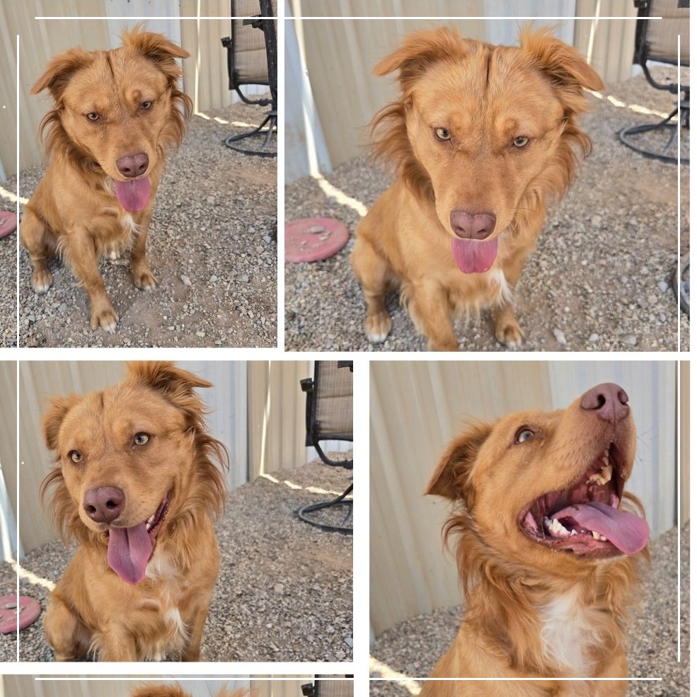 Ruger, photo 4