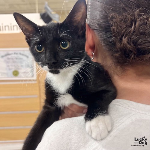ZIPPY - Domestic Shorthair available for adoption
