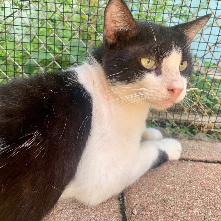 Close-up photo of Bojangles