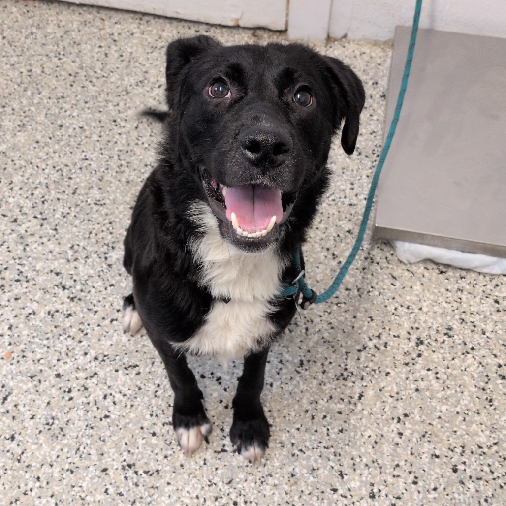 PEANUT - Collie / Retriever, Labrador available for adoption