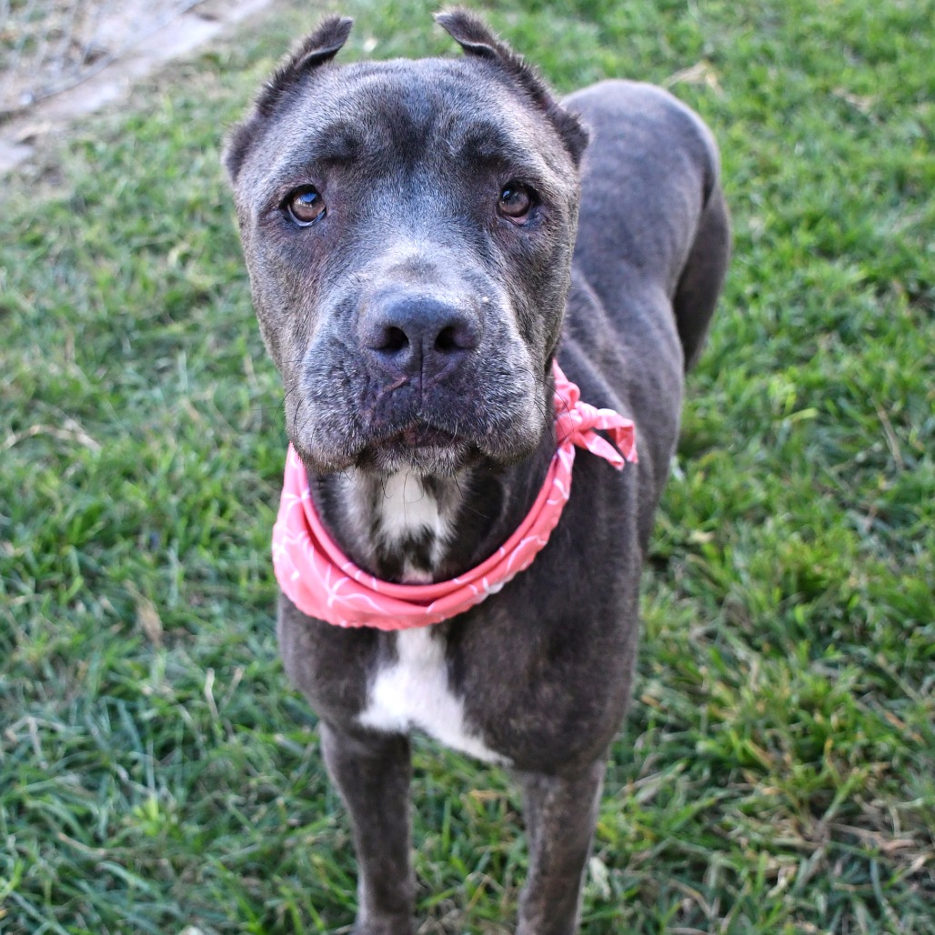 JACQUELINE - Mastiff / Cane Corso available for adoption