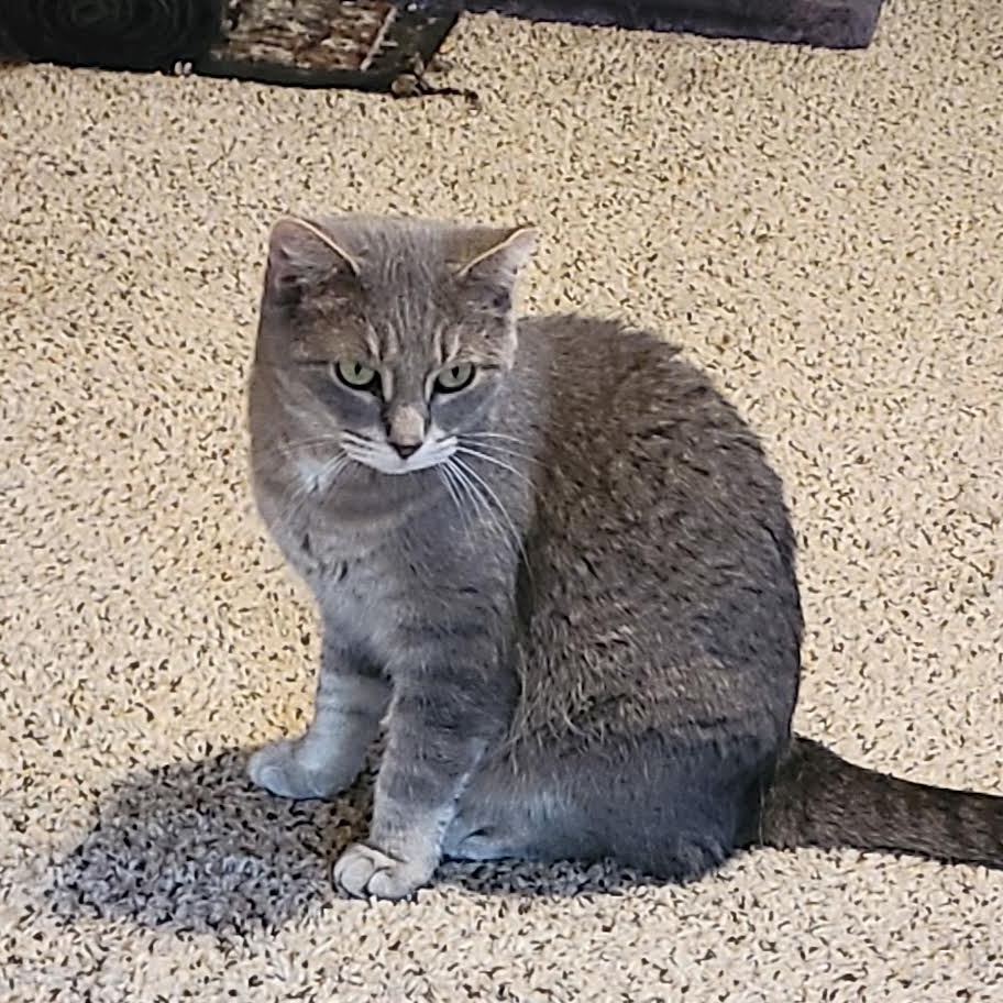 EVE - Domestic Shorthair for adoption in Madison