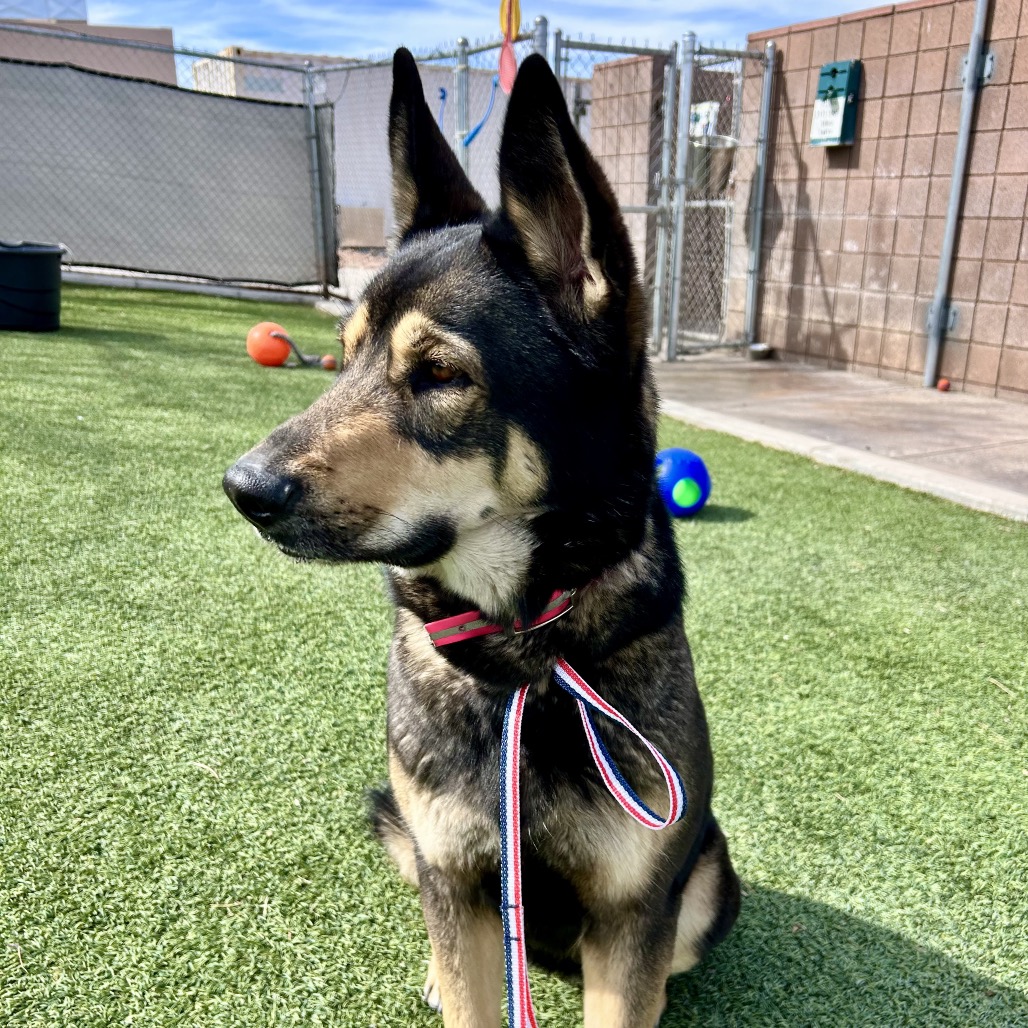 Timber — thumbnail 3